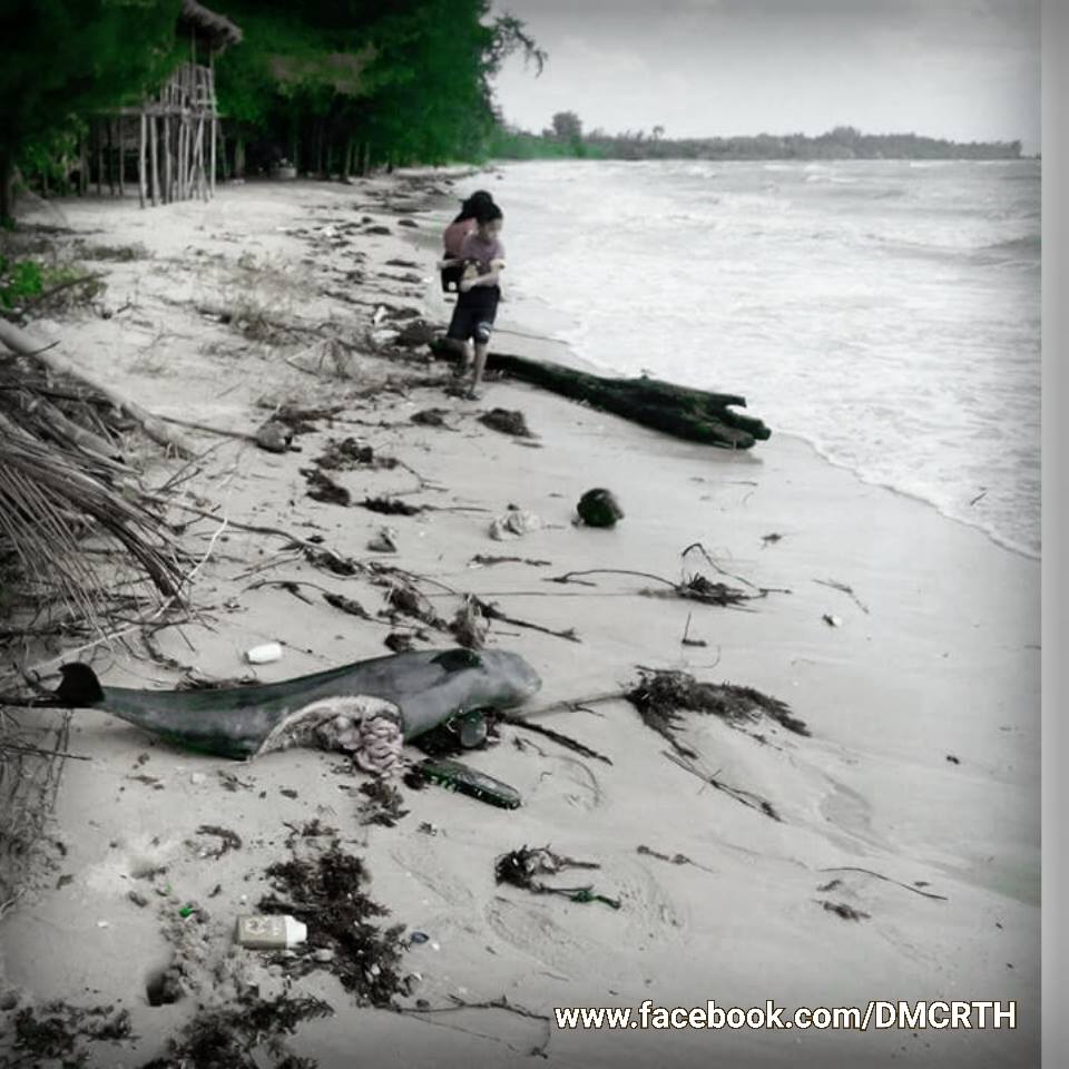 พบซากโลมาหัวบาตรหลังเรียบ เกยหาดท่องเที่ยวอ่าวบ่อเมา ชุมพร
