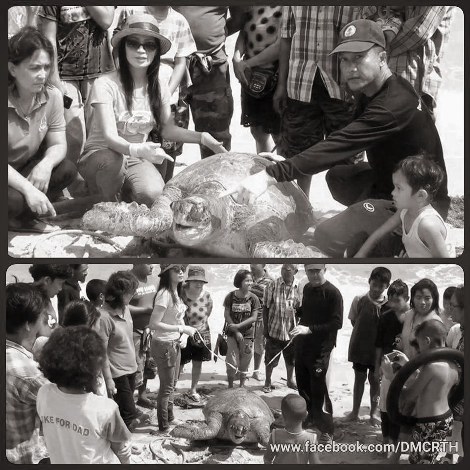 พบซากเต่าตนุขนาดใหญ่ หน้าหาด ม.แม่โจ้ ชุมพร
