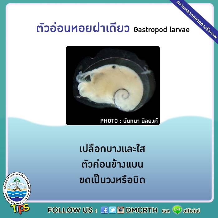 เกร็ดความรู้ ทช.