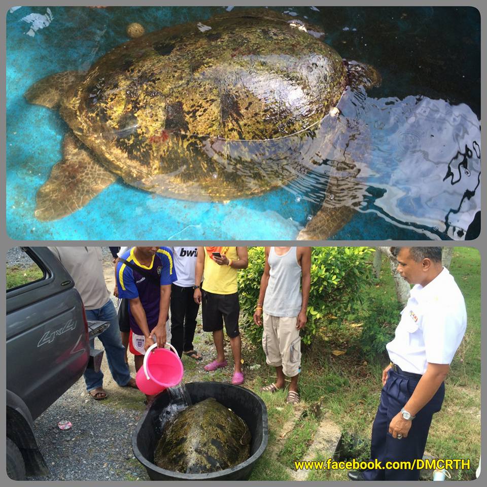กลุ่มเครือข่ายช่วยเต่าตนุมีชีวิต ลอยนิ่ง ทะเลปากพนัง
