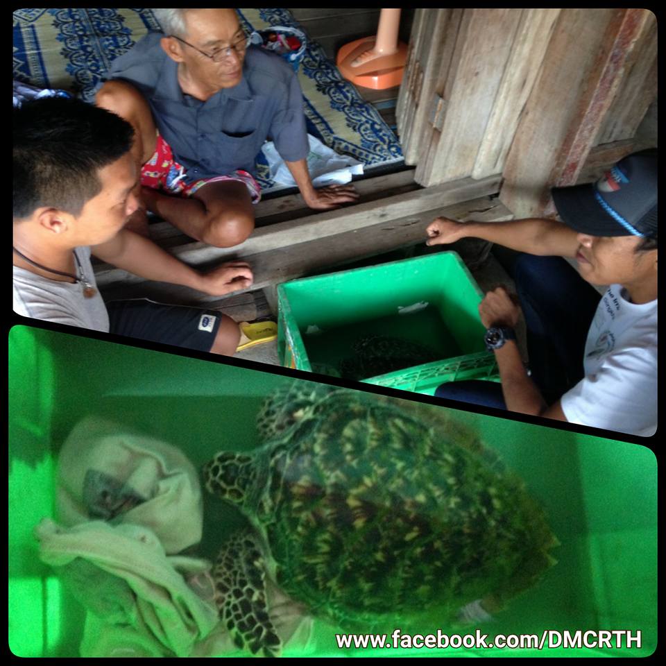 พบเต่ากระมีชีวิตเกยตื้น บ้านบางอิน ตราด