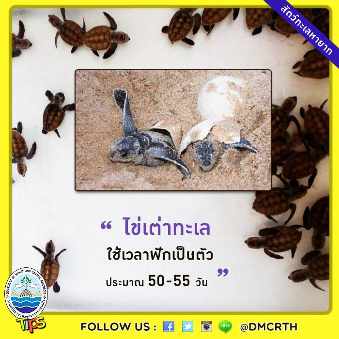 เกร็ดความรู้ ทช.
