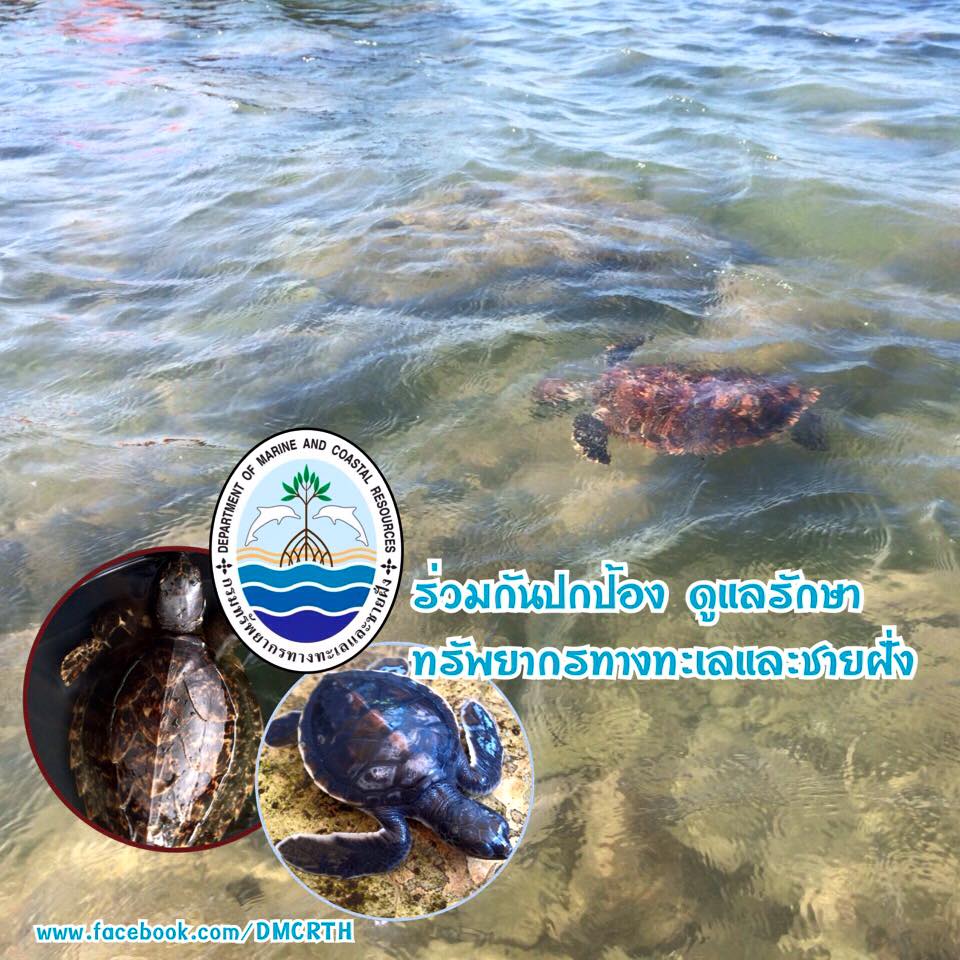 สวัสดี พี่น้องเครือข่ายรักษ์ทะเลไทย
