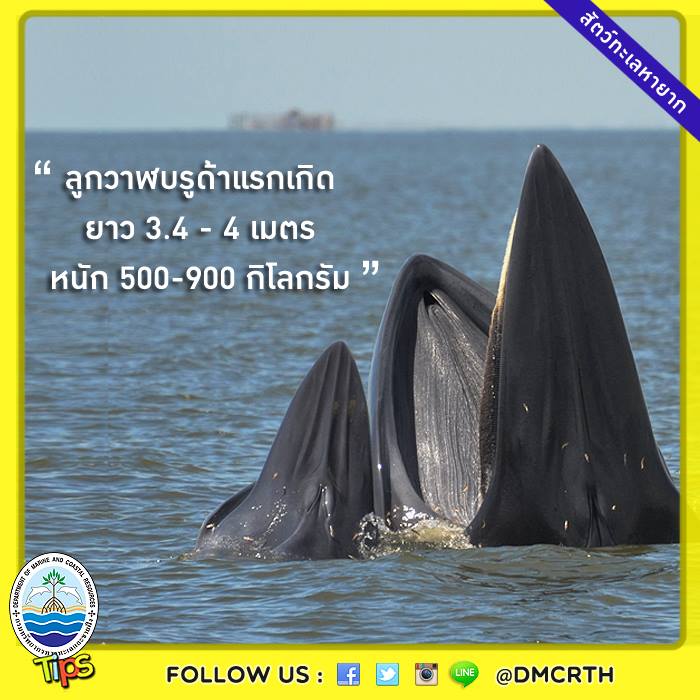 เกร็ดความรู้ ทช.