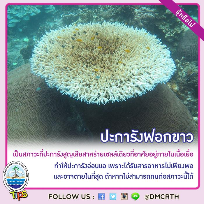 เกร็ดความรู้ ทช.