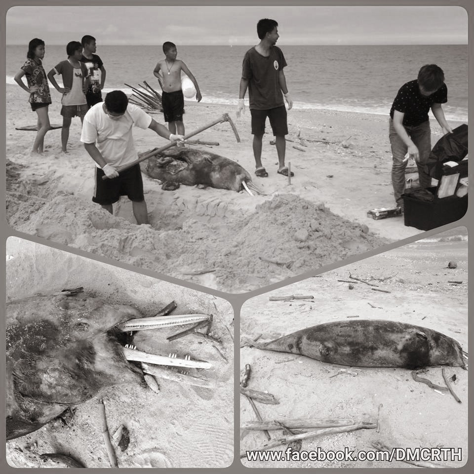 พบซากโลมาหลังโหนกเกยตื้น ชายหาดสงขลา