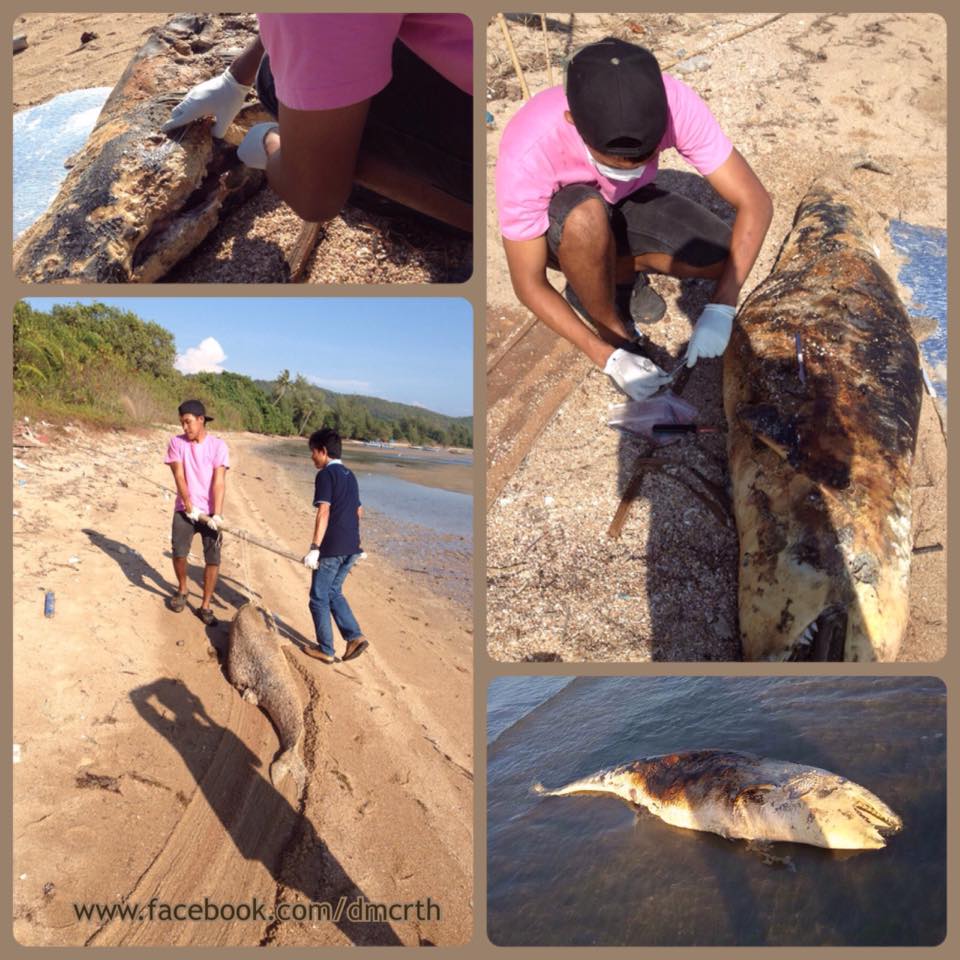 พบซากวาฬเพชฌฆาตดำ หาดเจ้าหลาว