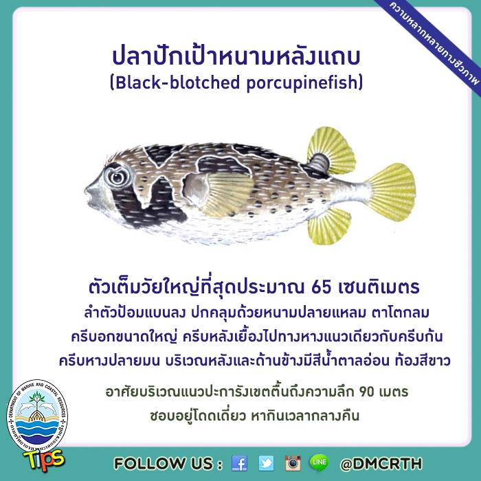เกร็ดความรู้ ทช.