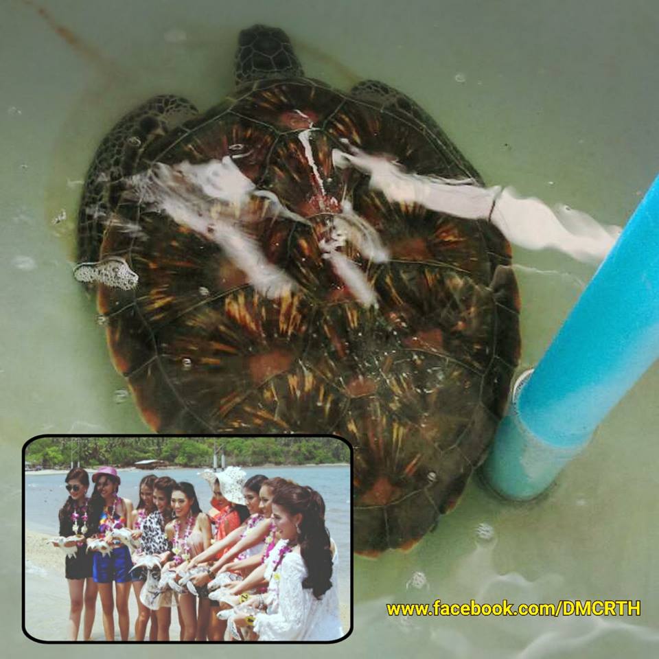 พบเต่าตนุติดอวน นครศรีฯ ตรวจสอบพบเป็นเต่าปล่อยที่ชุมพร เมื่อปีก่อน