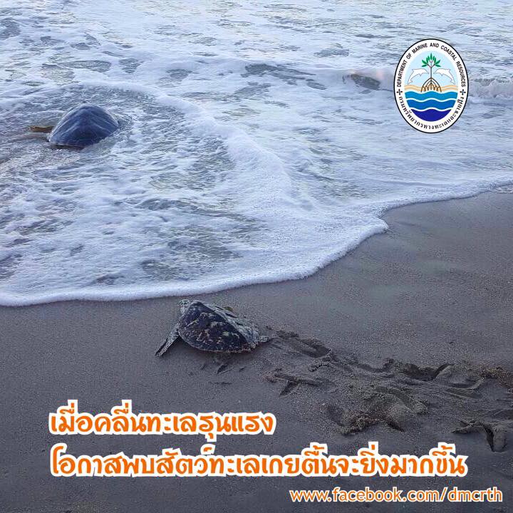 สวัสดี พี่น้องเครือข่ายรักษ์ทะเลไทย