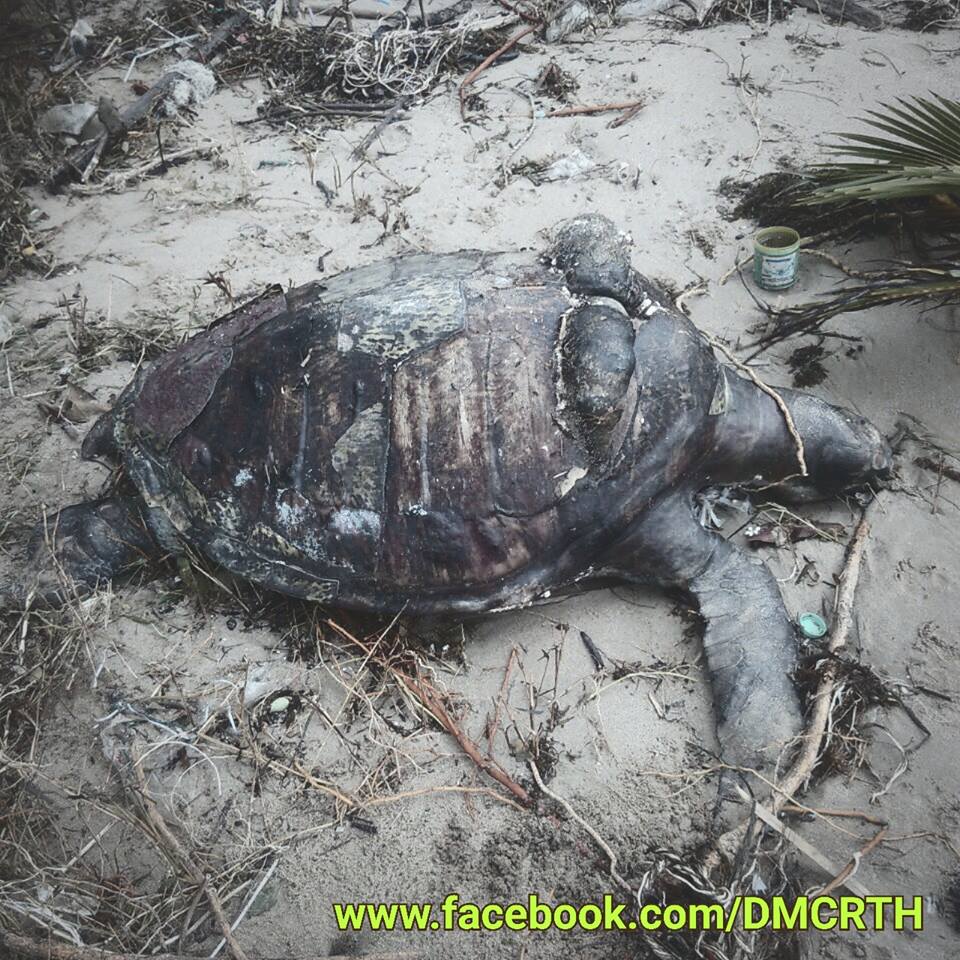 ซากเต่าตนุเกยตื้น ชายหาด จ.ชุมพร