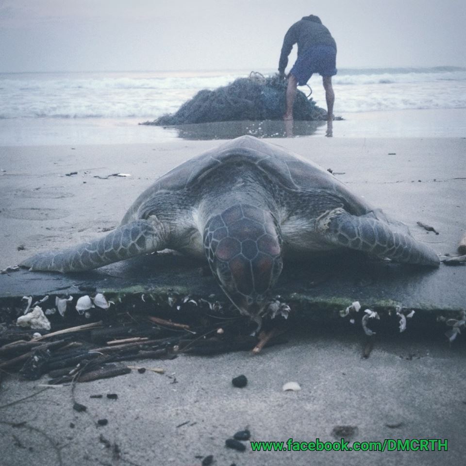 พบซากเต่าตนุ เกยหาดชุมพร ผลชันสูตรชี้ติดขยะทะเลจมน้ำ