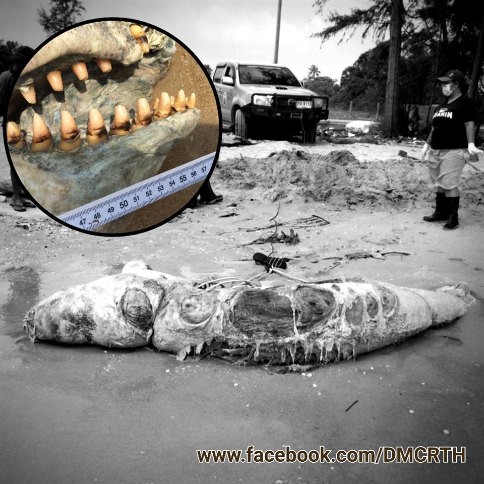พบซากวาฬเพชรฆาตดำ เกยตื้น ทะเลสงขลา