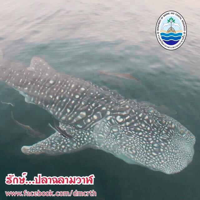สวัสดี พี่น้องเครือข่ายรักษ์ทะเลไทย