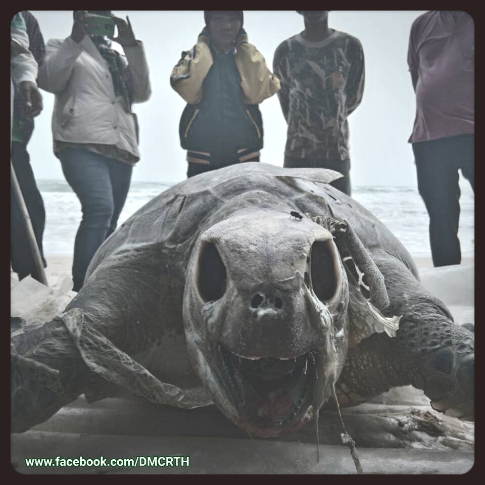 พบซากเต่าตนุ เกยหาดชุมพร