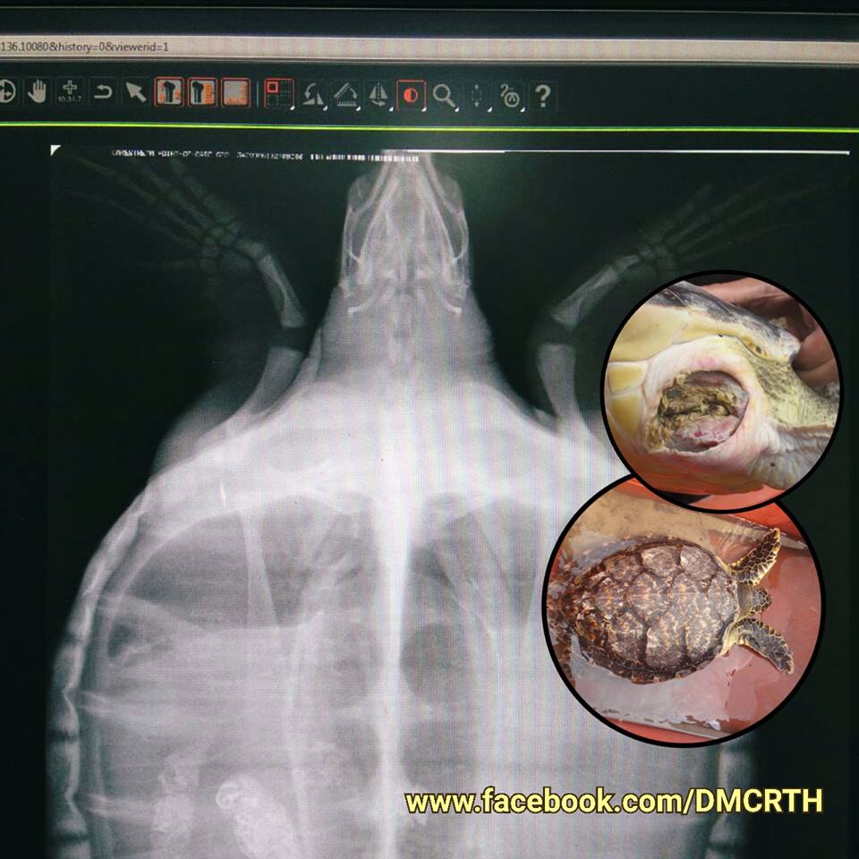 เต่ากระเกยตื้นชุมพร พบมีแผลและกระดูกผิดปกติ