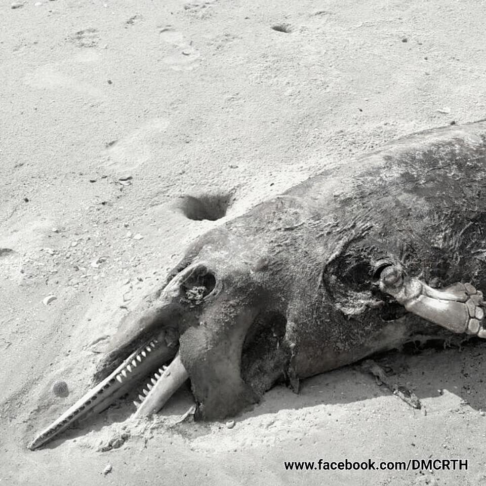 พบซากโลมาปากขวด ชายหาดปากพนัง