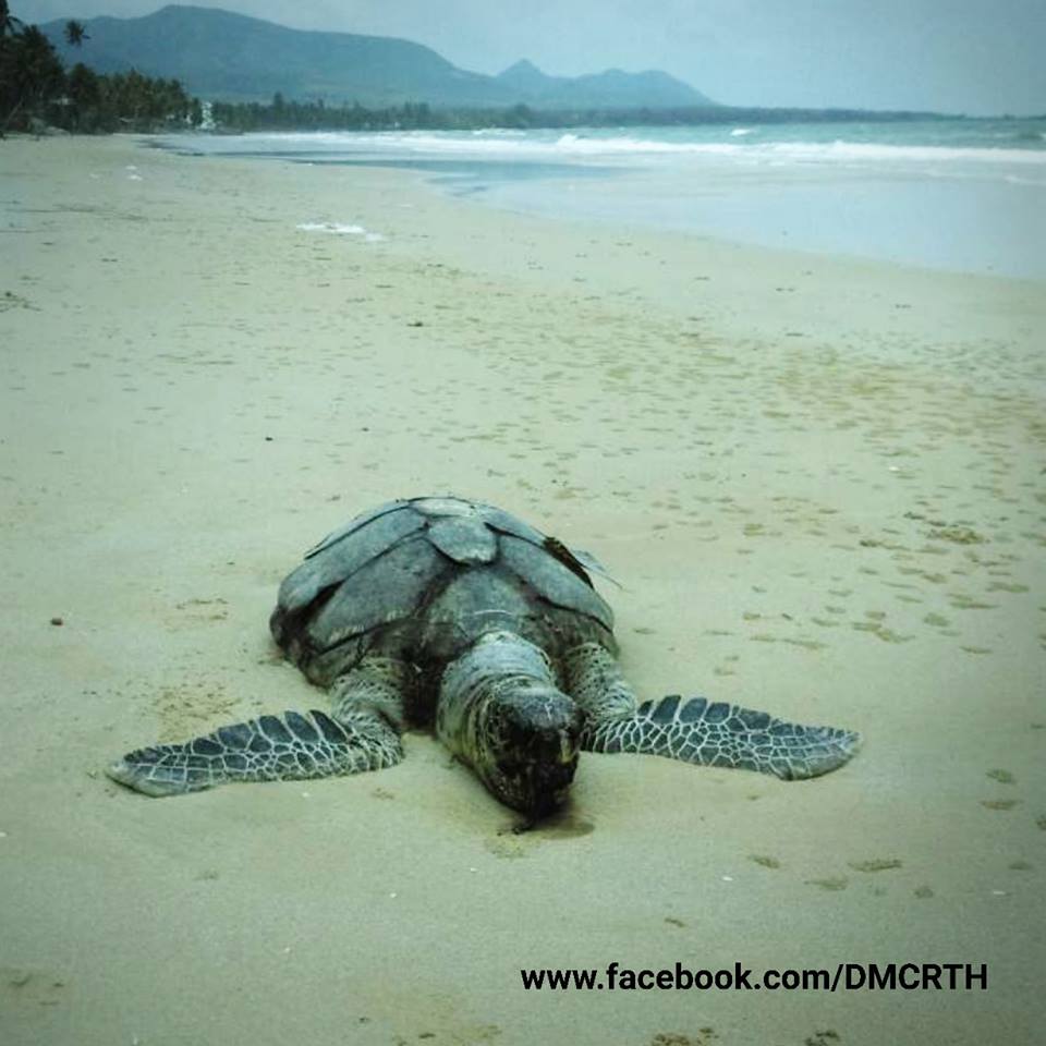 พบซากเต่าตนุ หาดสะพลี ชุมพร