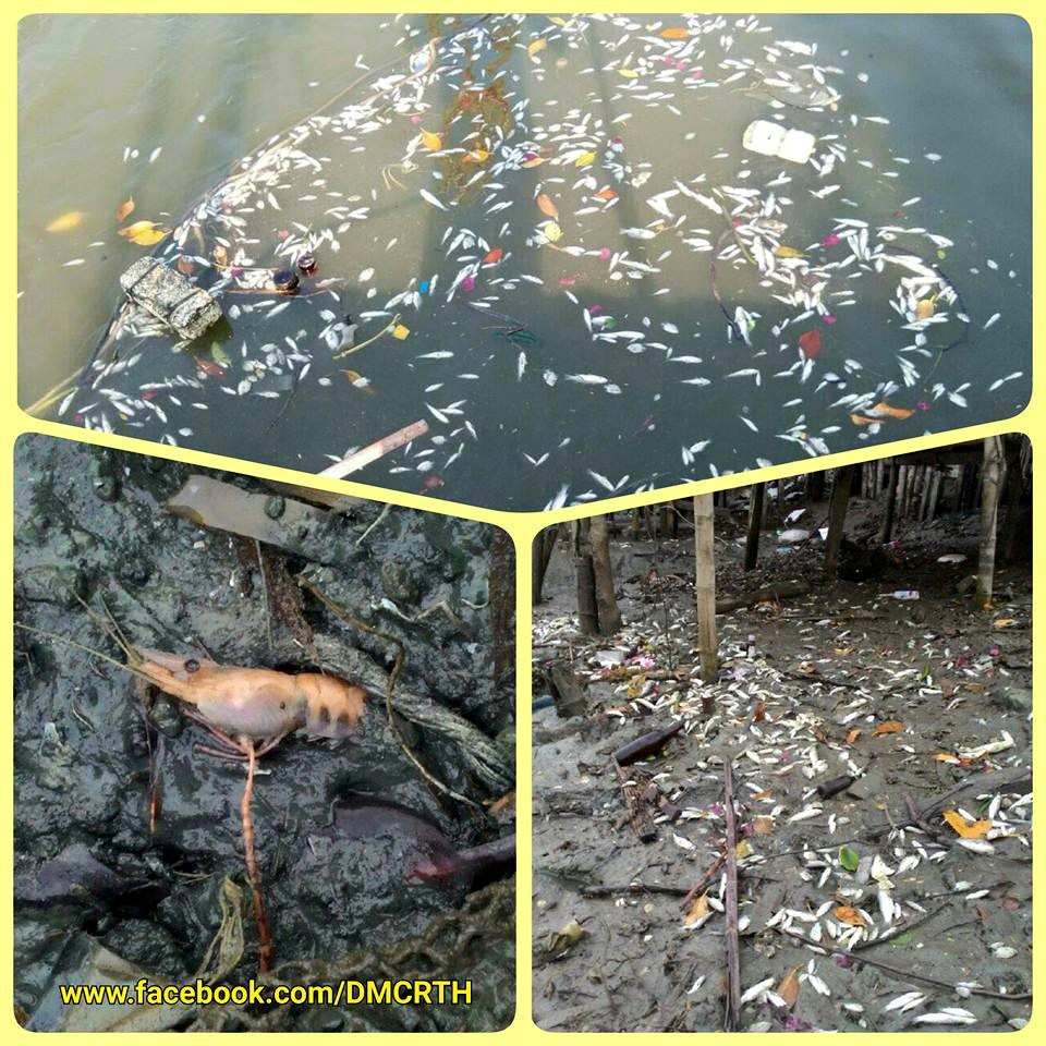 พบเหตุน้ำเสียปลาตาย เพชรบุรี ทช.เร่งประสานกรมควบคุมมลพิษตรวจสอบ-แก้ไข