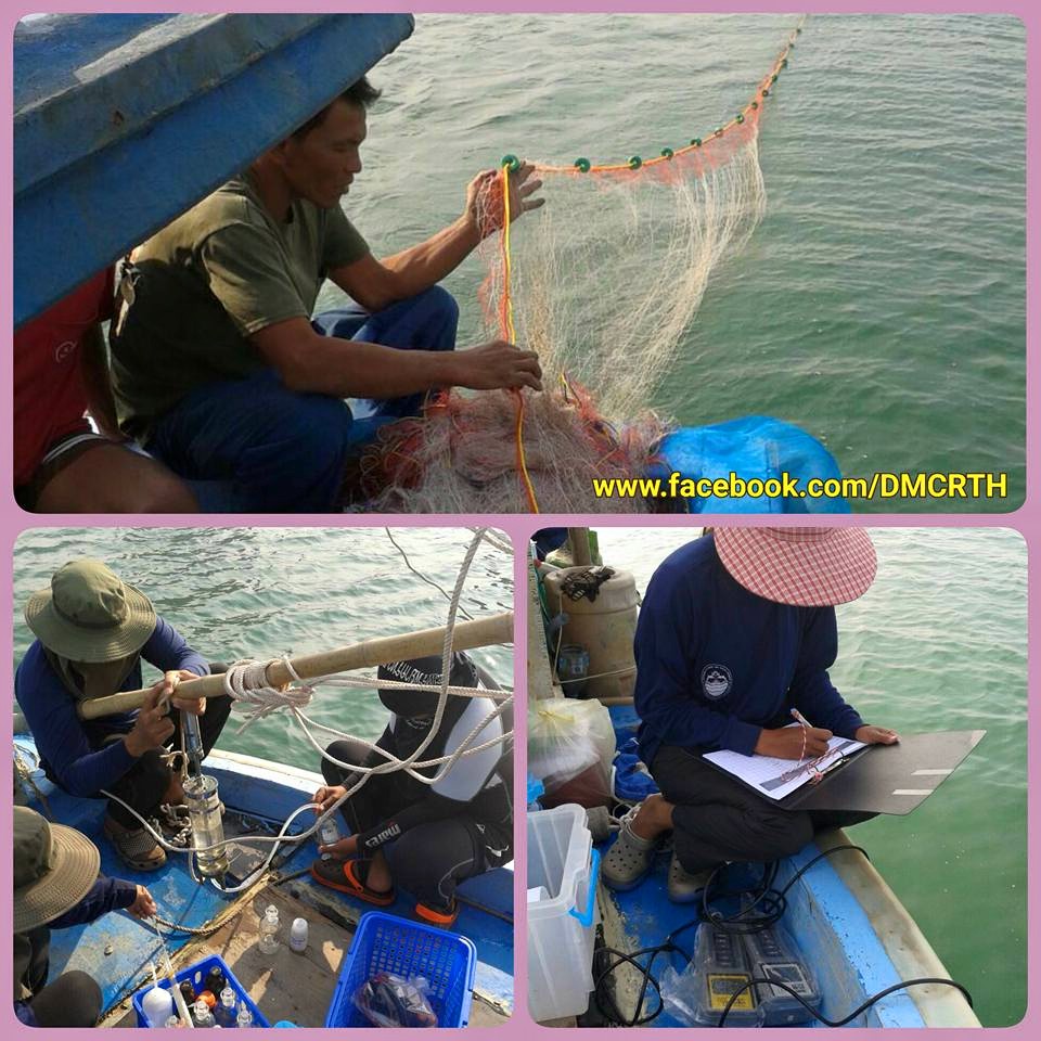 ทช. สำรวจหาดจอมเทียน ไม่พบแมงกะพรุนพิษ