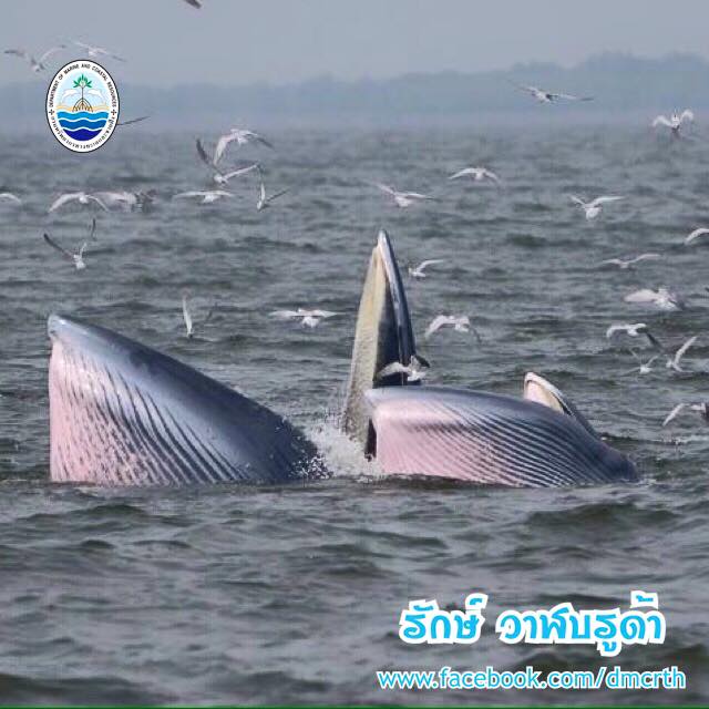 สวัสดี พี่น้องเครือข่ายรักษ์ทะเลไทย