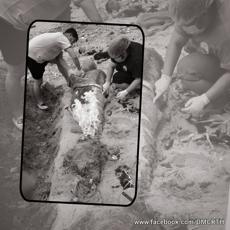 พบซากโลมาอิรวดีเกยตื้นด้านหลังเกาะพิทักษ์