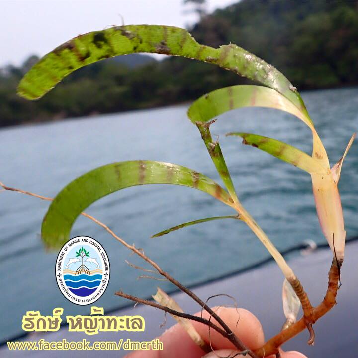 สวัสดี พี่น้องเครือข่ายรักษ์ทะเลไทย