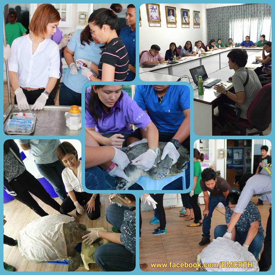 ทช.ร่วมเทคโนโลยีราชมงคลศรีวิชัยเพิ่มศักยภาพช่วยสัตว์ทะเลหายาก จ.ตรัง