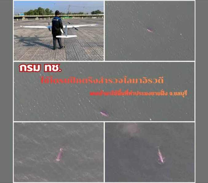 กรม ทช. ใช้โดรนปีกตรึงสำรวจโลมาอิรวดี พบเข้ามาใช้พื้นที่ทำประมงชายฝั่ง จ.ชลบุรี