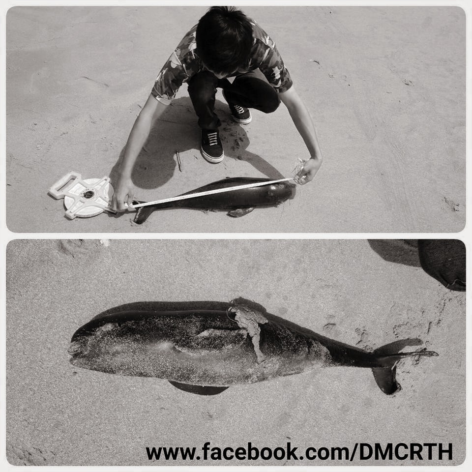พบซากโลมาหัวบาตรหลังเรียบ เกยตื้นที่หาดวนกร