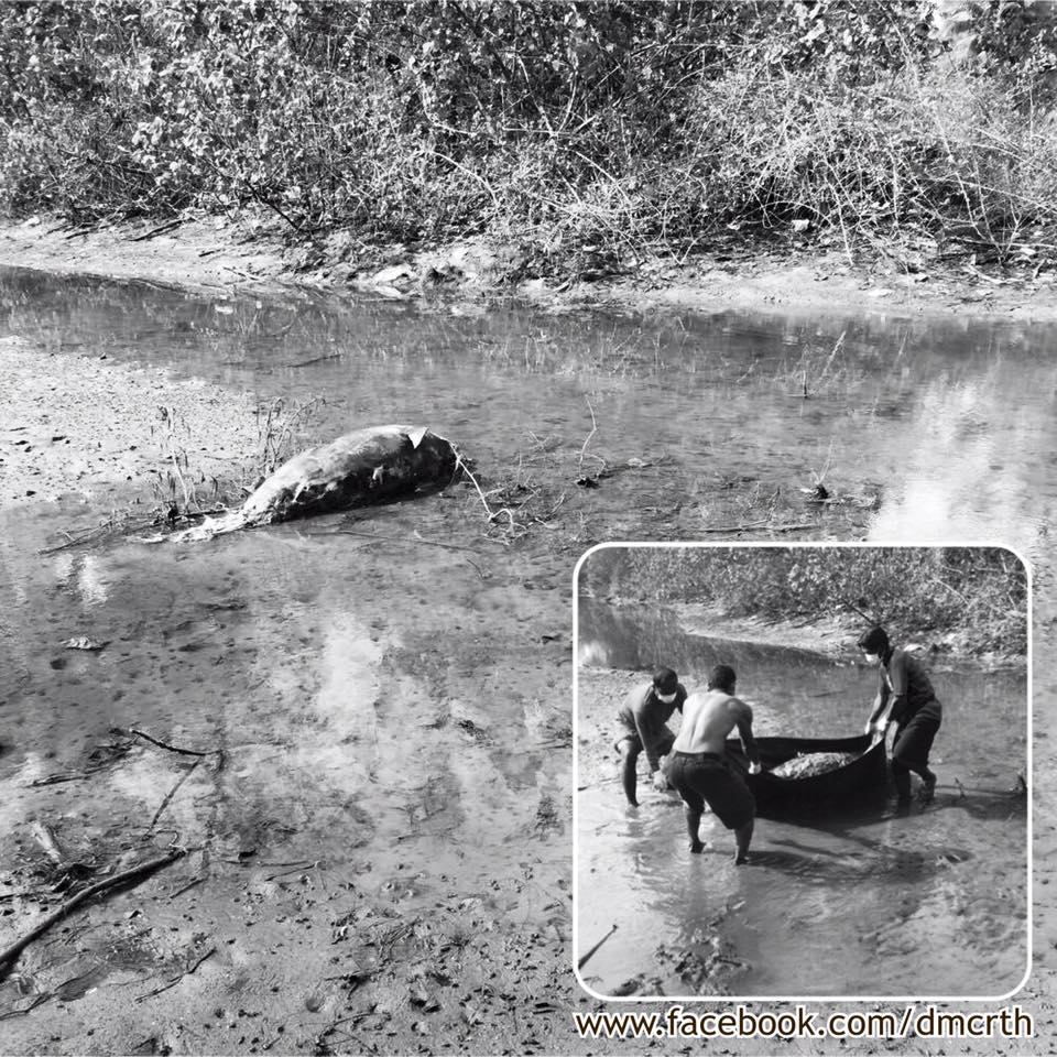 พบซากโลมาอิรวดี ทะเลตราด