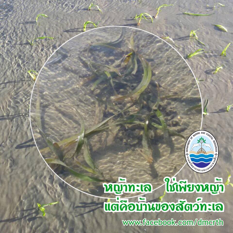 สวัสดี พี่น้องเครือข่ายรักษ์ทะเลไทย