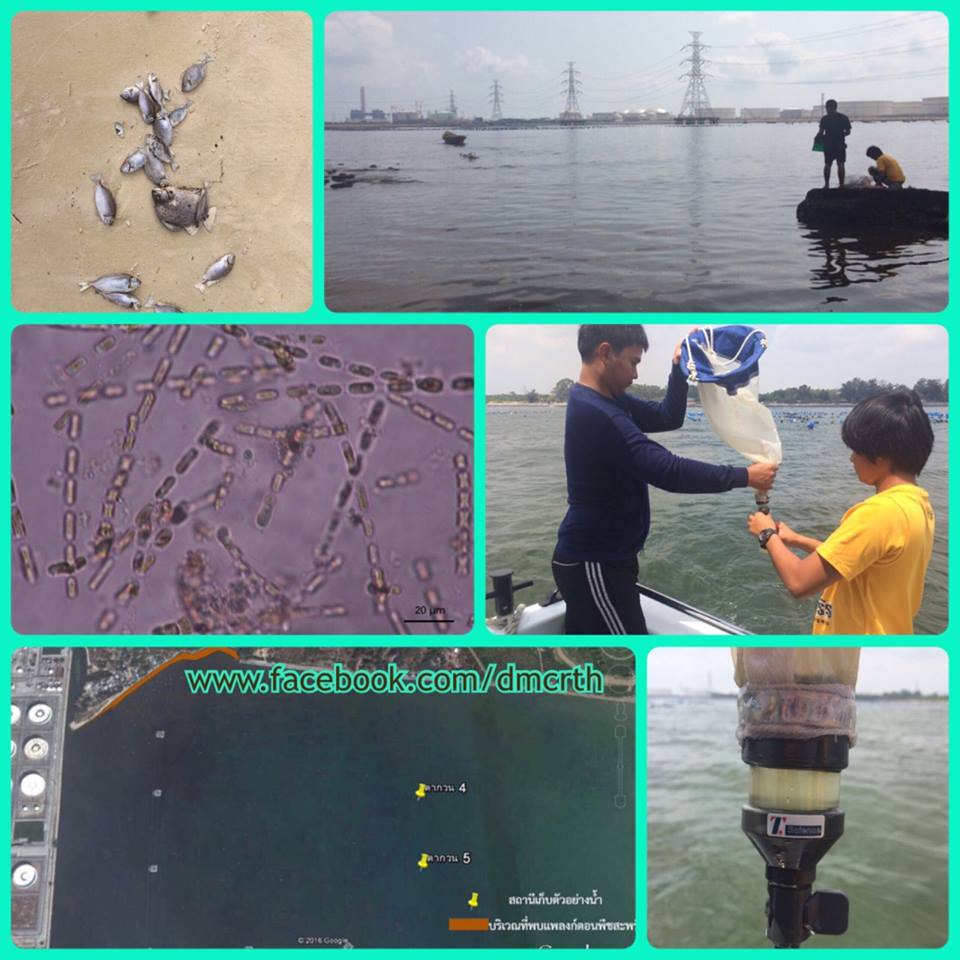 ทช. สรุปผลสถานการณ์ปลาตายเกยหาดตากวน ระยอง