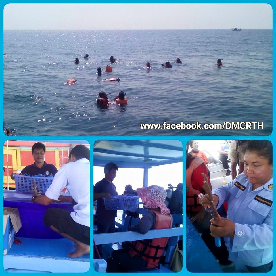 ปลูกปะการังเขากวาง อนุรักษ์ทะเลประจวบ