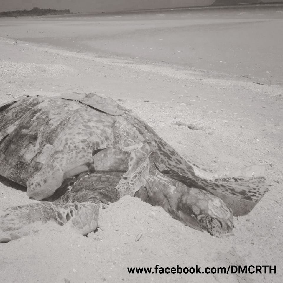 พบซากเต่าตนุ หาดบ่อเมา ชุมพร