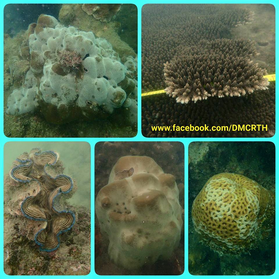 สำรวจเกาะกุฎี เกาะขาม-เกาะกรวย ระยอง เฝ้าระวังปะการังฟอกขาว