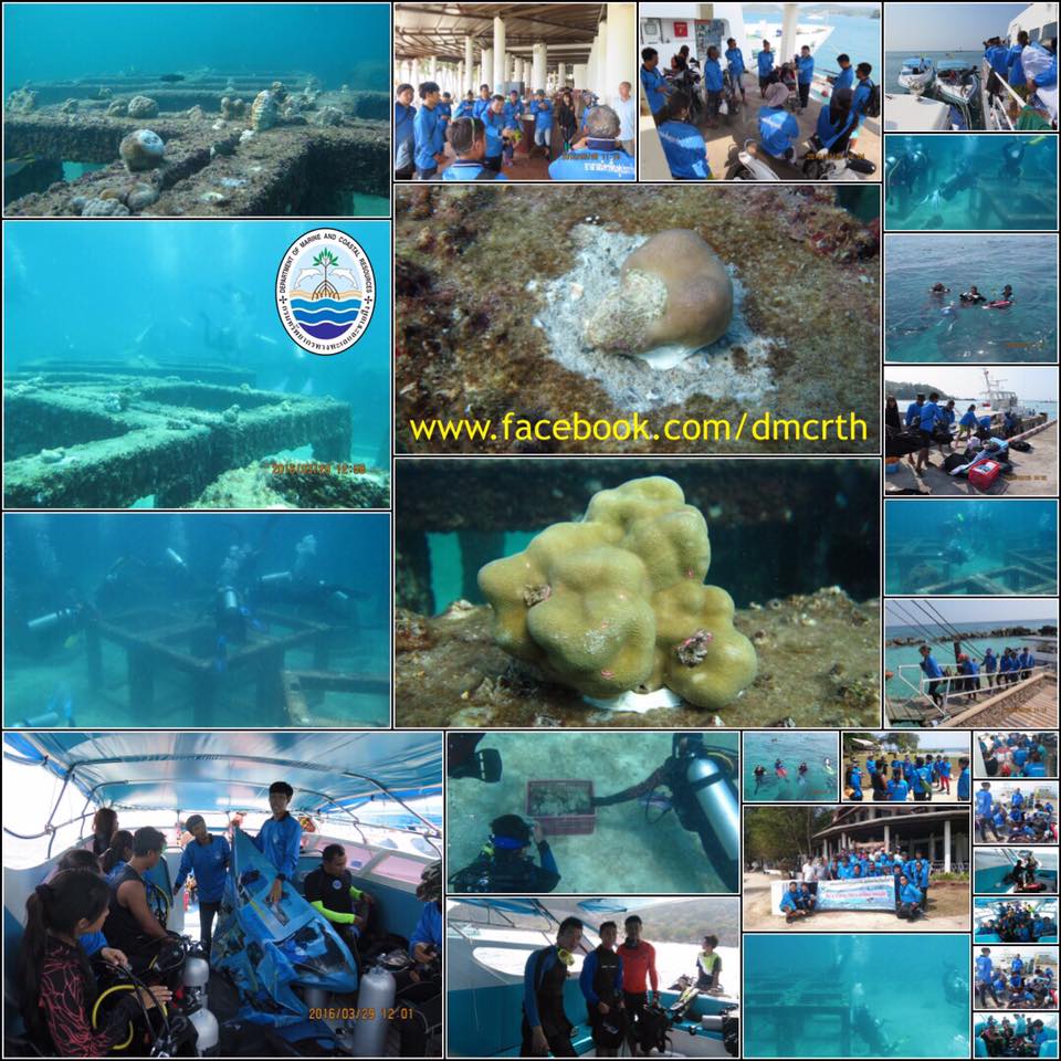 คืนชีวิตปะการัง เกาะไม้ท่อน