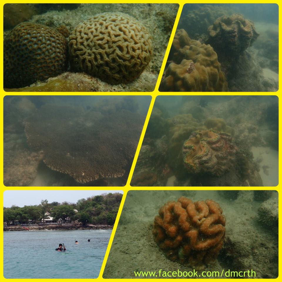 ตามติดสถานการณ์ ปะกาฟอกขาวเกาะเสม็ด