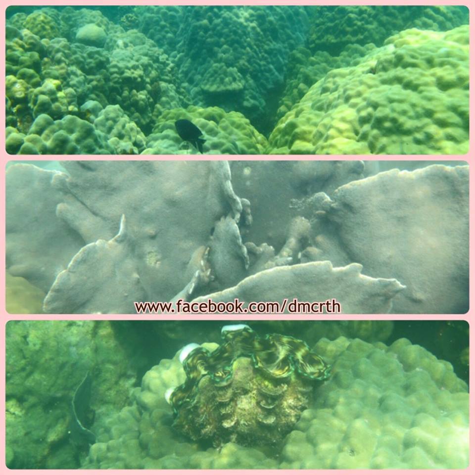 ปะการังเกาะแรด เกาะมาตรา ยังไม่ฟอกขาว