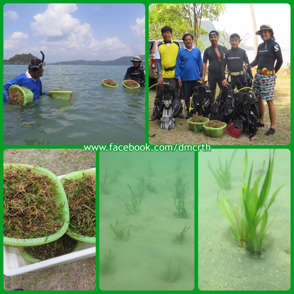ทช.ร่วมชุมชน ปลูกหญ้าทะเลชุมพร
