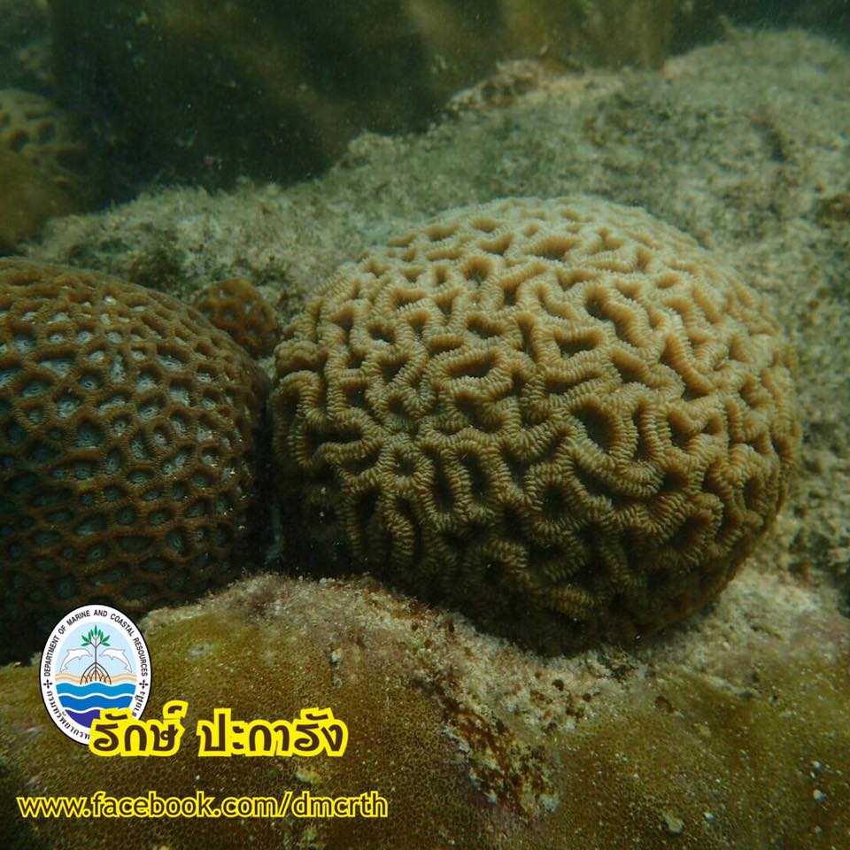 สวัสดี พี่น้องเครือข่ายรักษ์ทะเลไทย