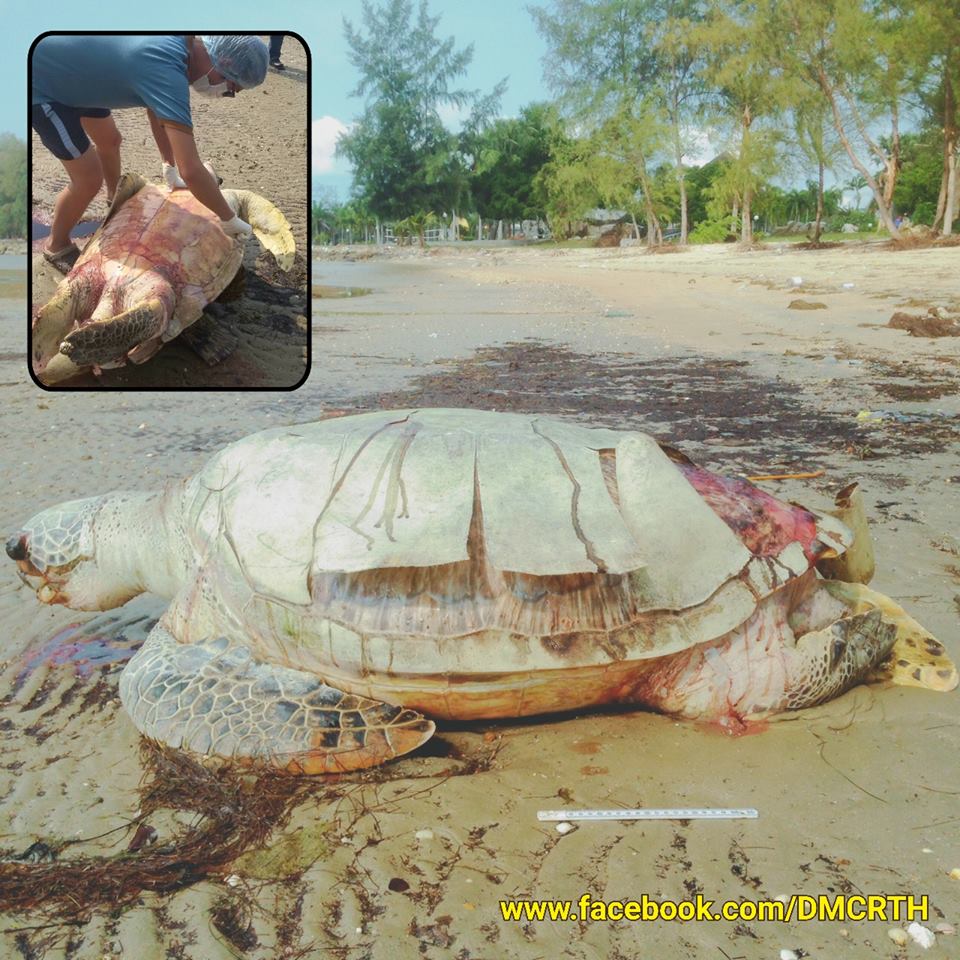 พบซากแม่เต่าตนุ เกยหาดระยอง