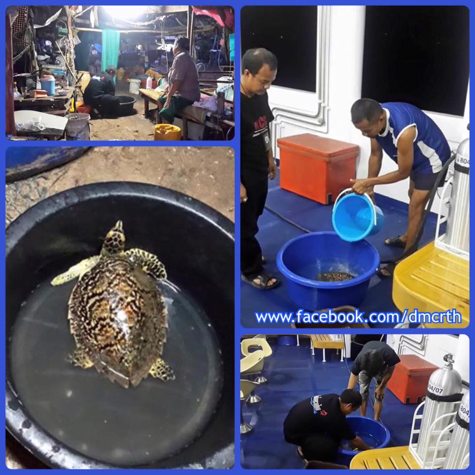 เครือข่ายประมงเรือเล็ก ช่วยเต่าทะเล