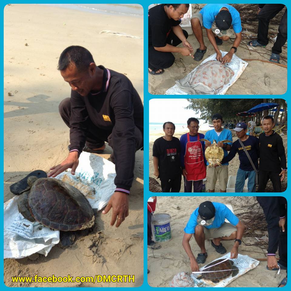 ช่วยเต่าตนุ เกยหาดแม่รำพึง