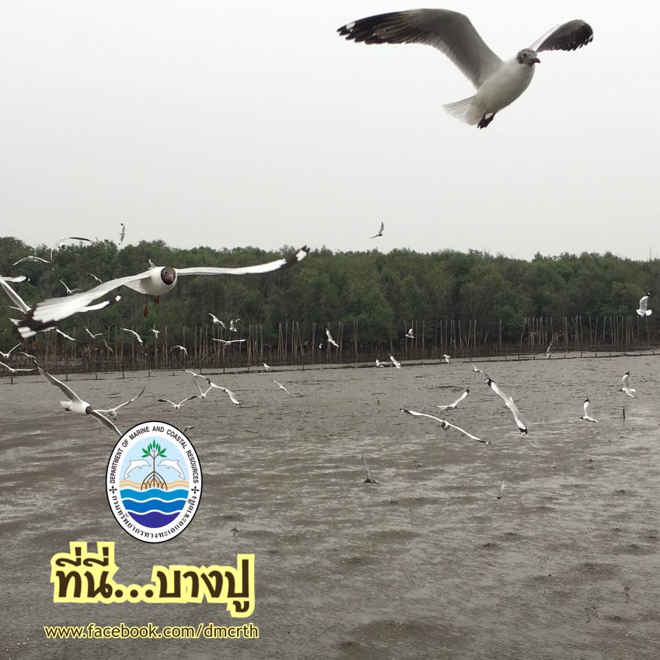 สวัสดี พี่น้องเครือข่ายรักษ์ทะเลไทย
