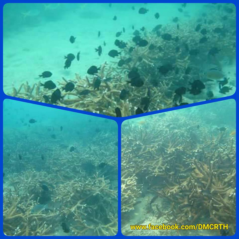 สำรวจปะการังเกาะไข่และเกาะรังกาจิว ชุมพร ยังไม่ฟอกขาว