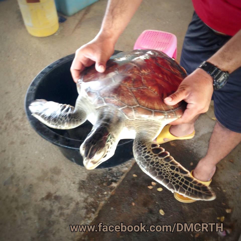 พบเต่าตนุติดอวนแมงดา กุยบุรี
