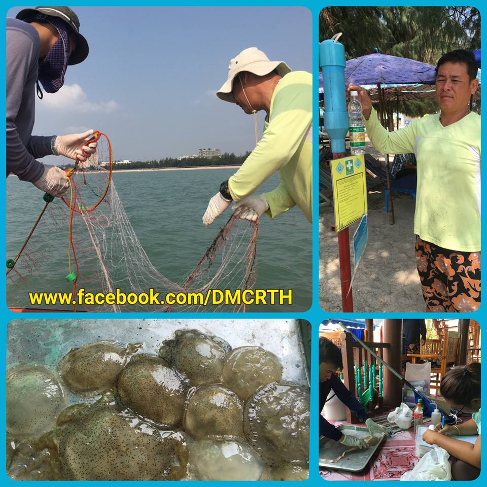 สำรวจแมงกะพรุน ฉะเชิงเทราถึงเพชรบุรี
