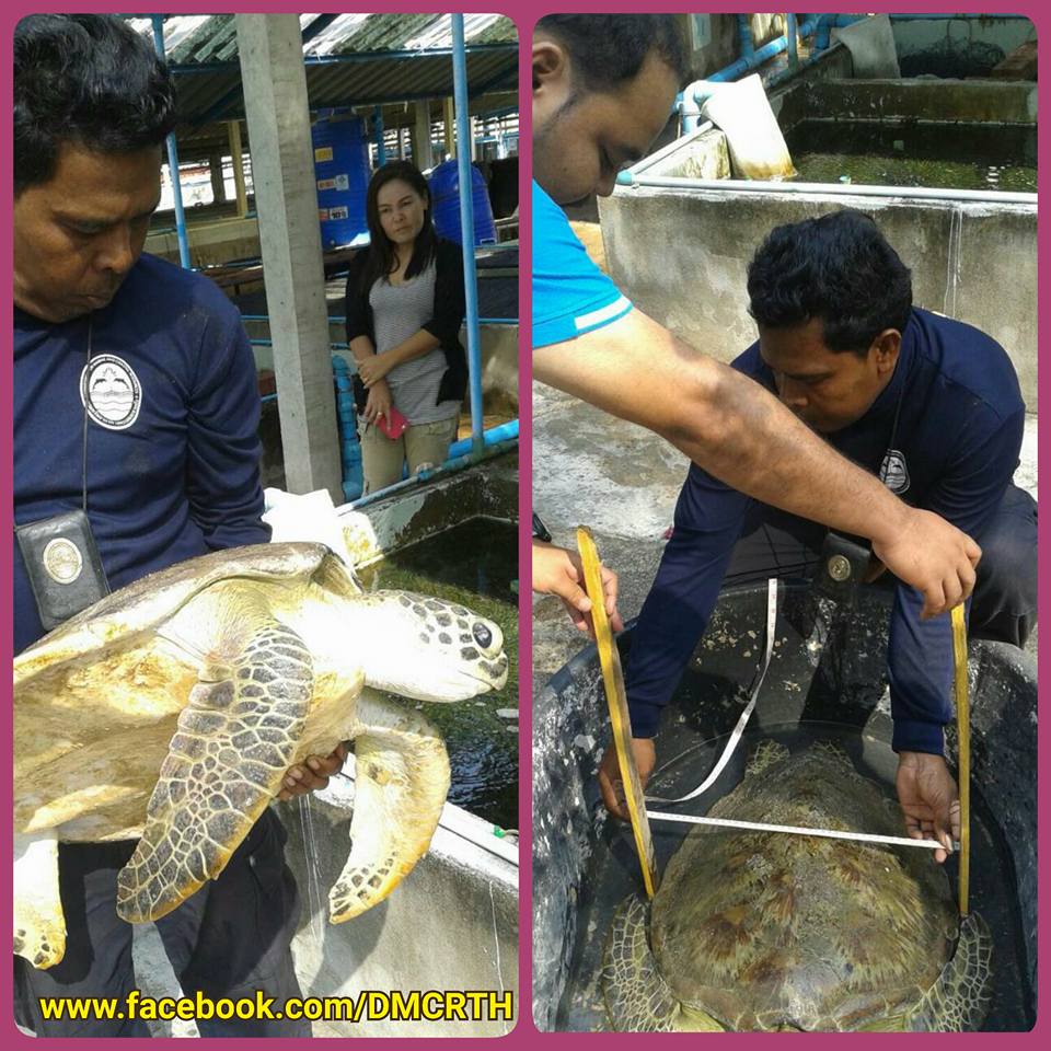 พบเต่าตนุ สภาพอ่อนแรง หาดปากเมง