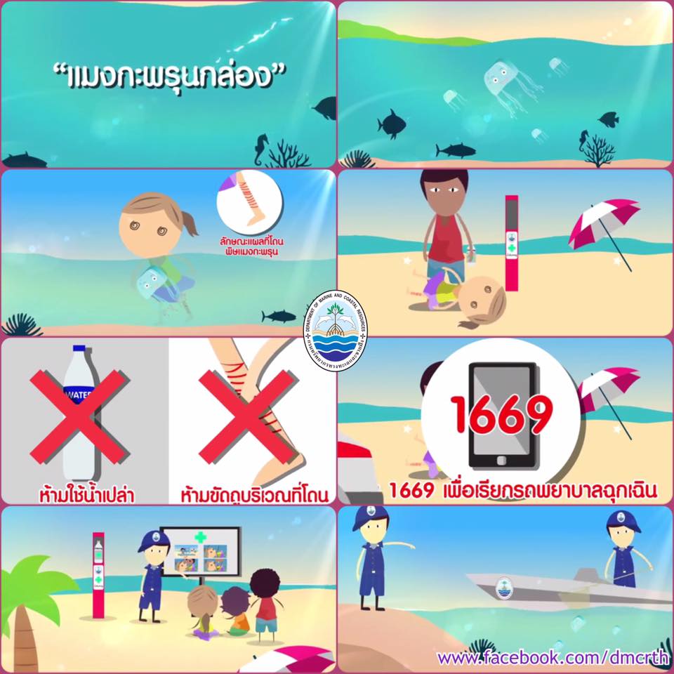 รู้ทัน แมงกะพรุนกล่องพิษร้าย